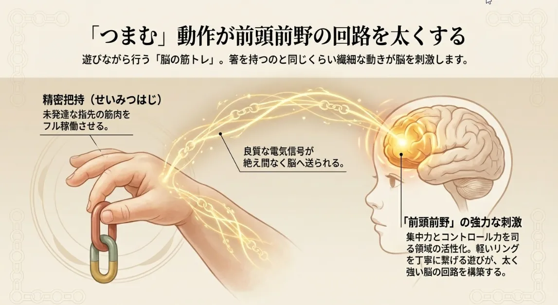 指先を「突き出た大脳」に変える！集中力を引き出す3つの遊び方