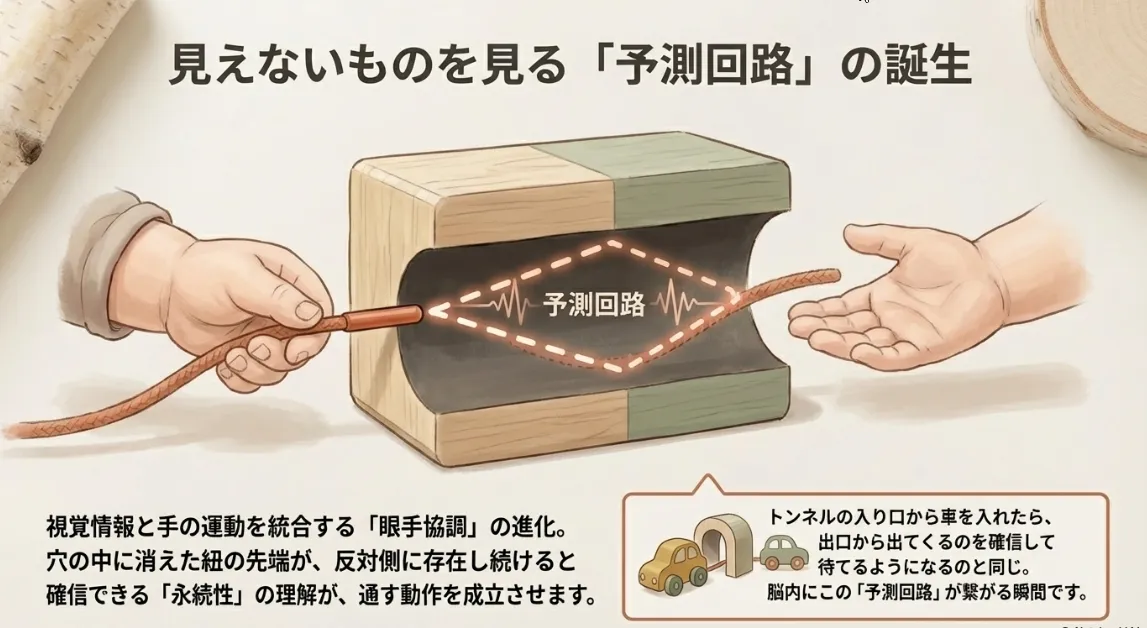 目と手の協調運動（眼手協調）がカギ！空間を合わせる脳の働き